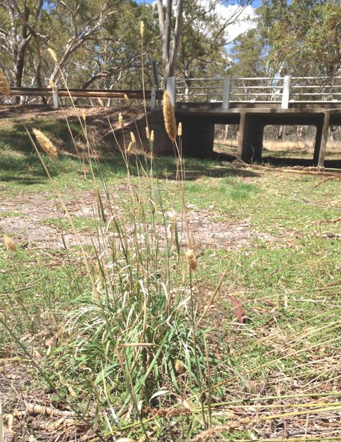 Nalang Creek Phalaris Nalang Creek Phalaris